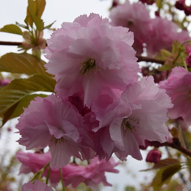 Prunus 'Pink Perfection' (Multistem Airpot/RB 250-300 cm Specimen 4)